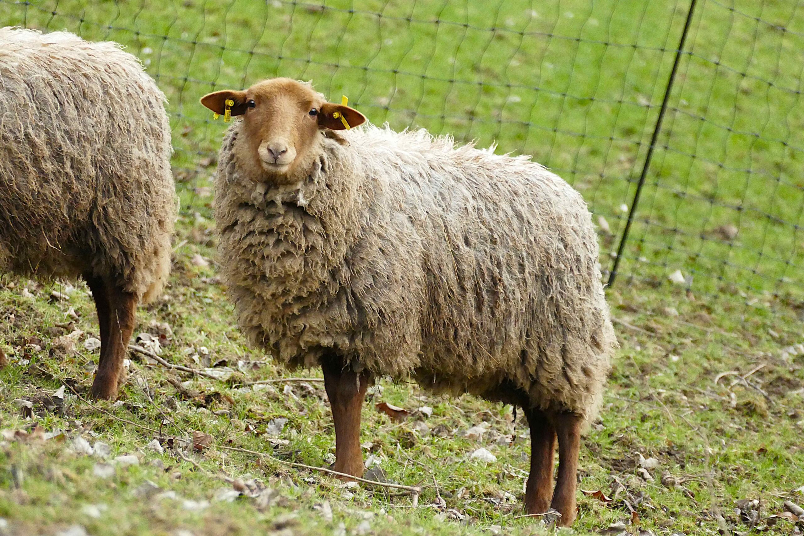 Coburger Fuchsschaf im Zoo Neuwied steht auf der Wiese und schaut in die Kamera