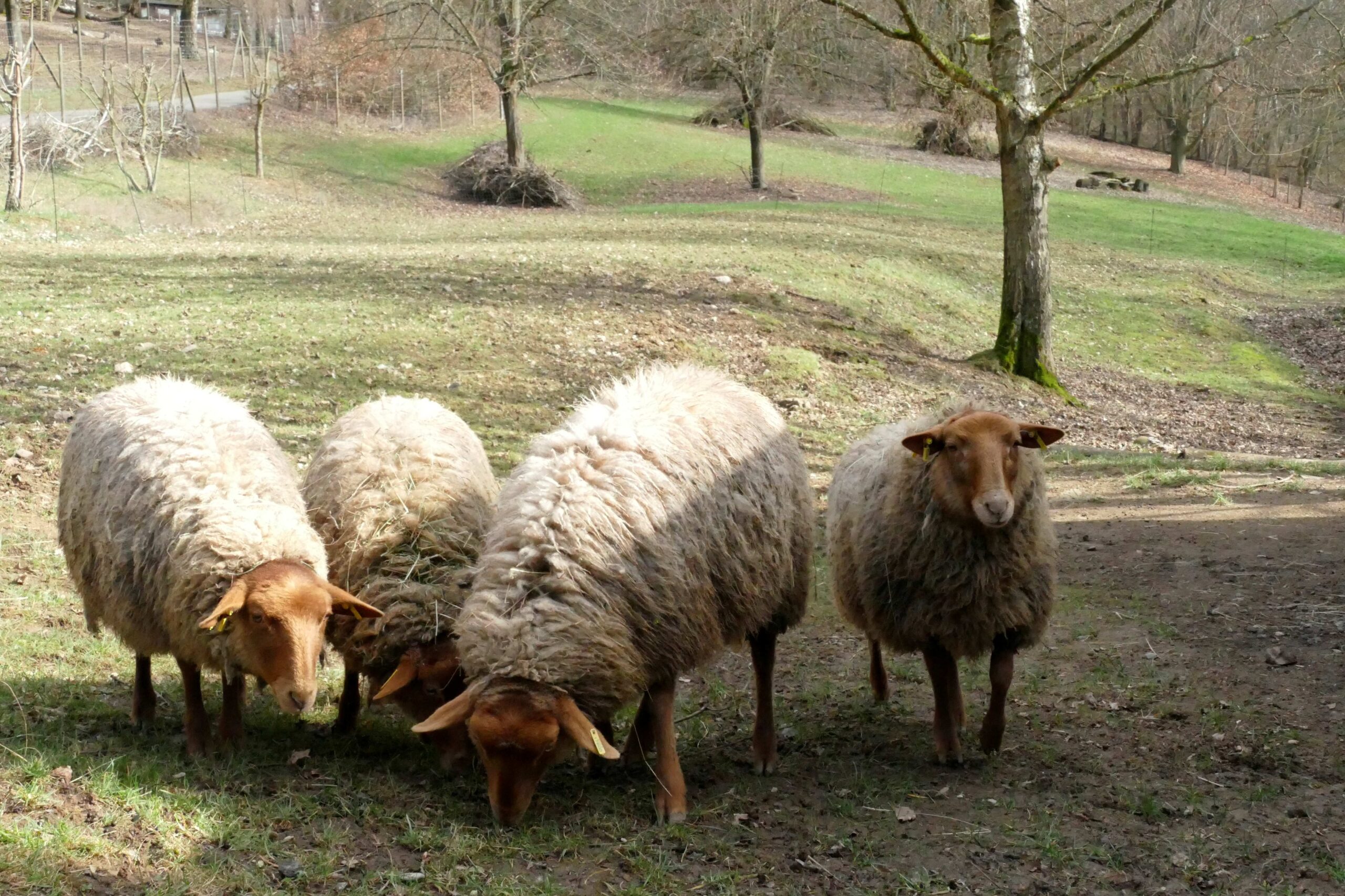 Eine Gruppe von vier Coburger Fuchsschafen auf einer Wiese im Zoo Neuwied frisst Gras
