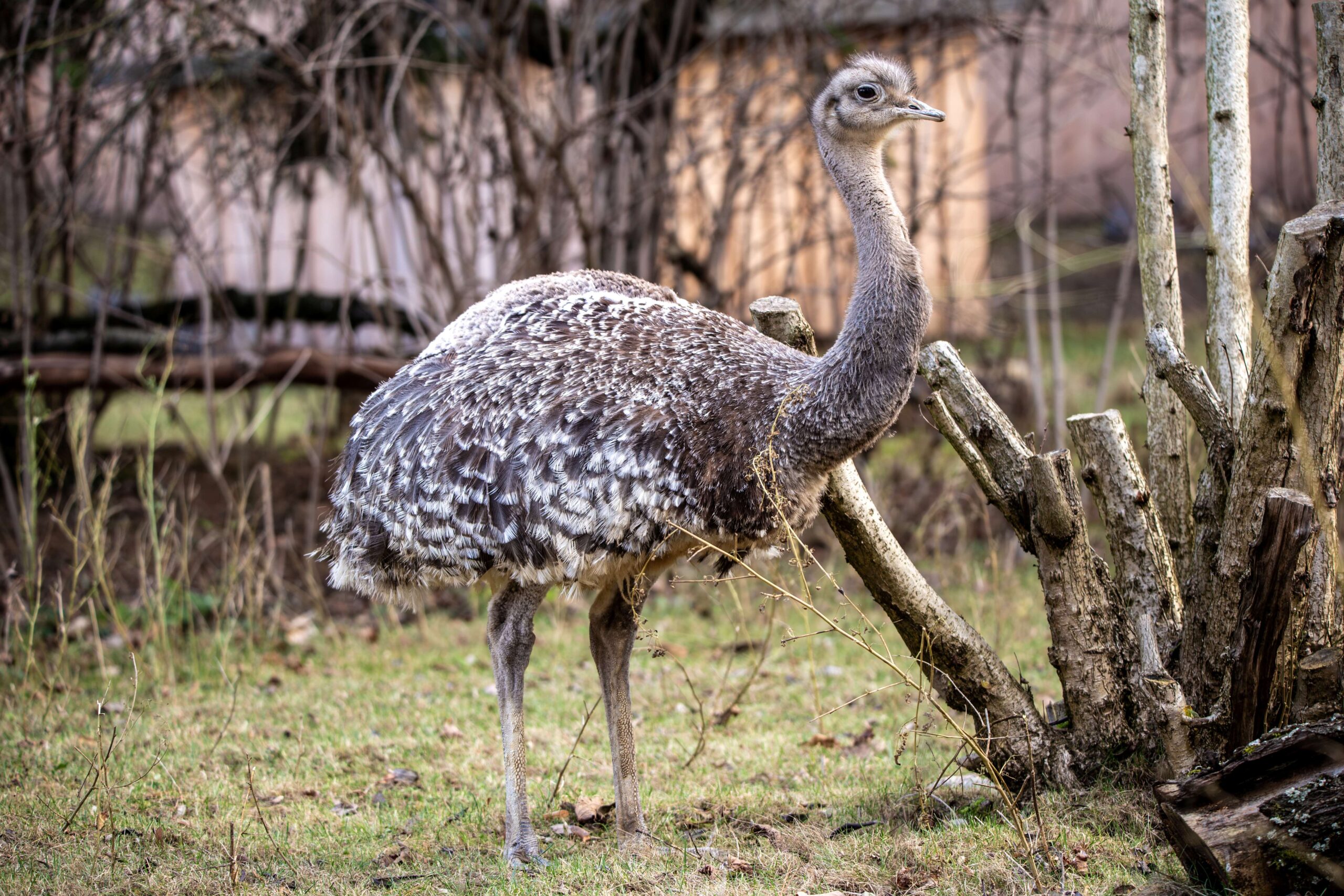 Ein Darwin-Nandu steht auf einer Wiese im Gehege im Zoo Neuwied