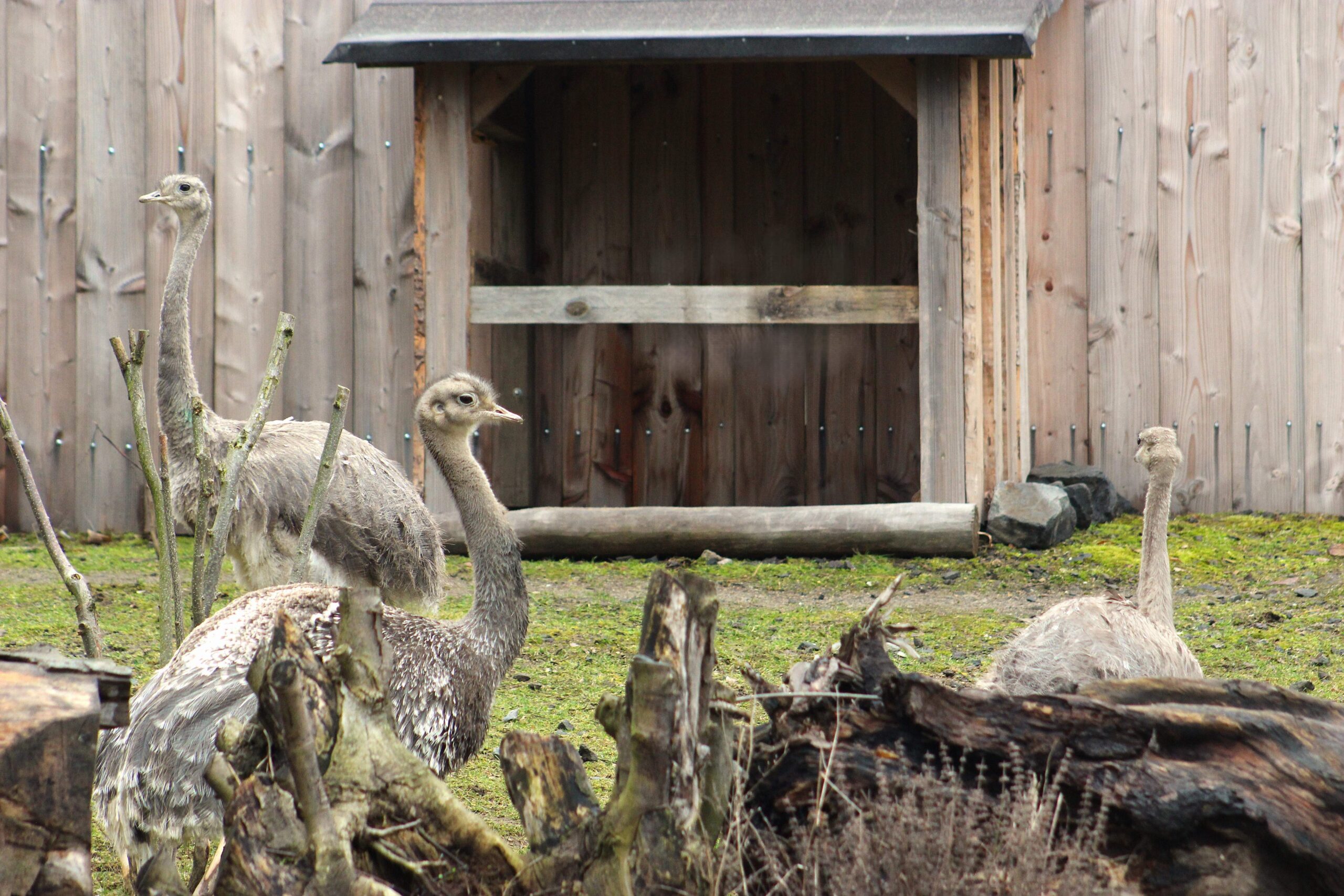 Drei Darwin-Nandus stehen auf einer Wiese im Zoo Neuwied