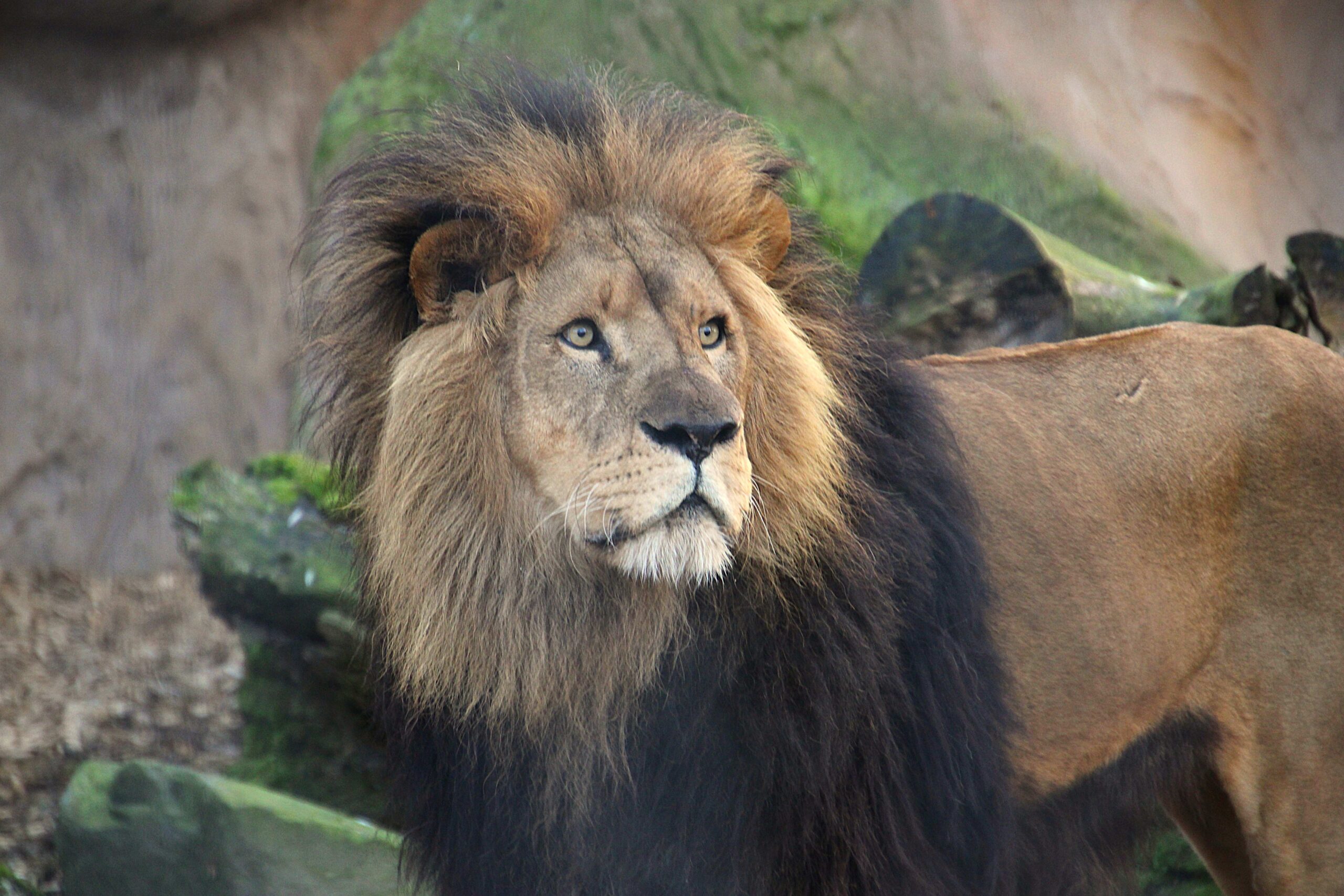 L&ouml;we im Zoo Neuwied in seinem Gehege