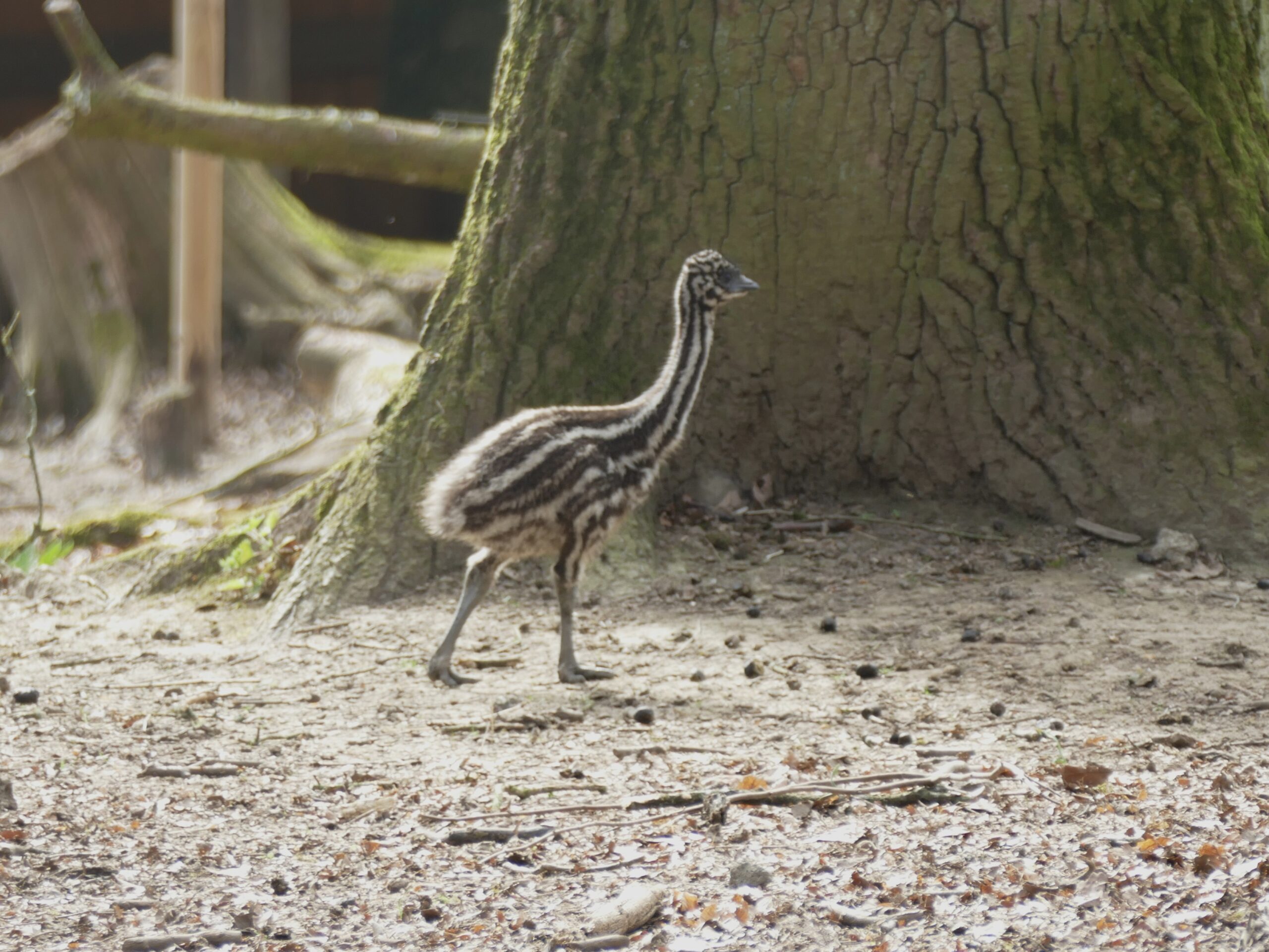 Ein Emuk&uuml;ken l&auml;uft &uuml;ber den Waldboden.