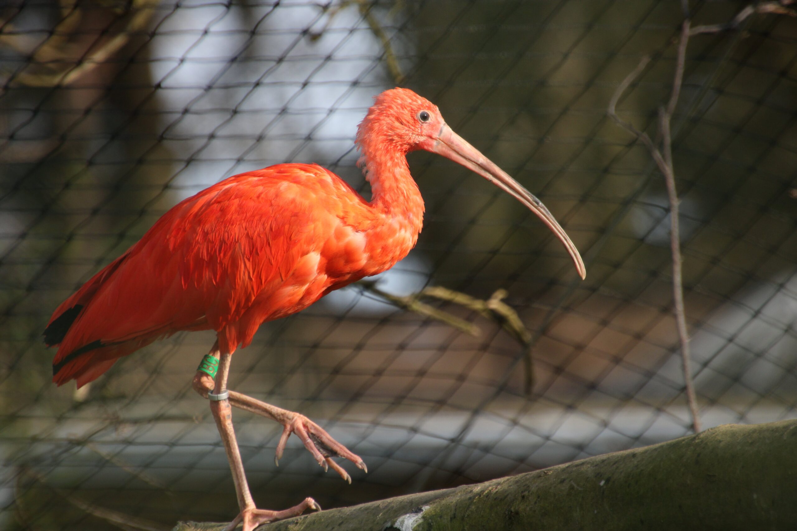 Roter Sichler Ben Ulrich 23.03.2026 (1) Ein Roter Sichler steht auf einem Bein auf einem Ast in seiner Voliere im Zoo Neuwied