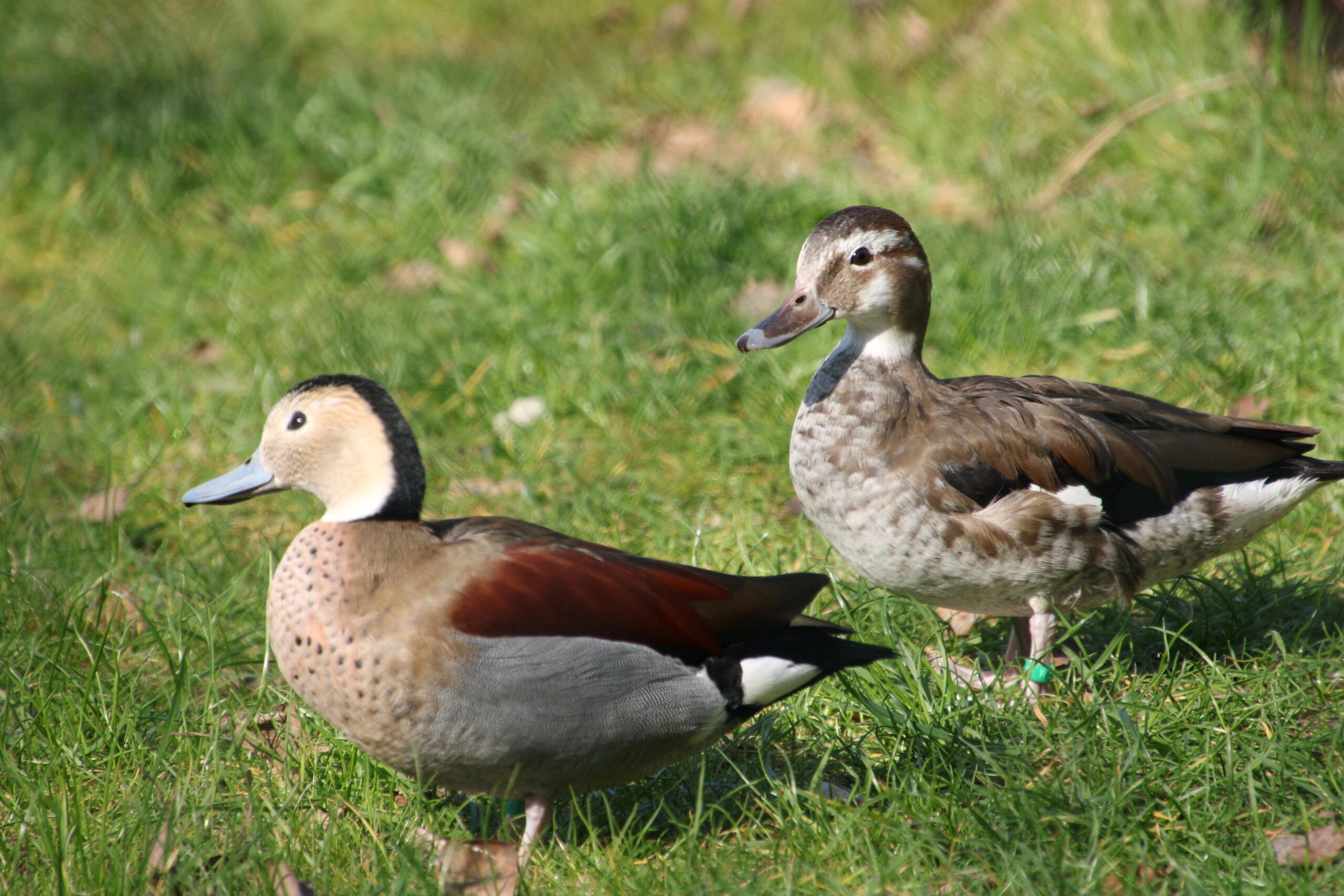 Rotschulterente Ben Ulrich 23.03.2026 (4) Zwei Rotschulterenten (eine männliche und eine weibliche) stehen im Gras in ihrer Anlage im Zoo Neuwied