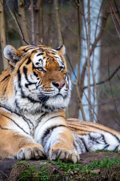 Sibirischer Tiger liegt auf der Erde und schaut in die Kamera