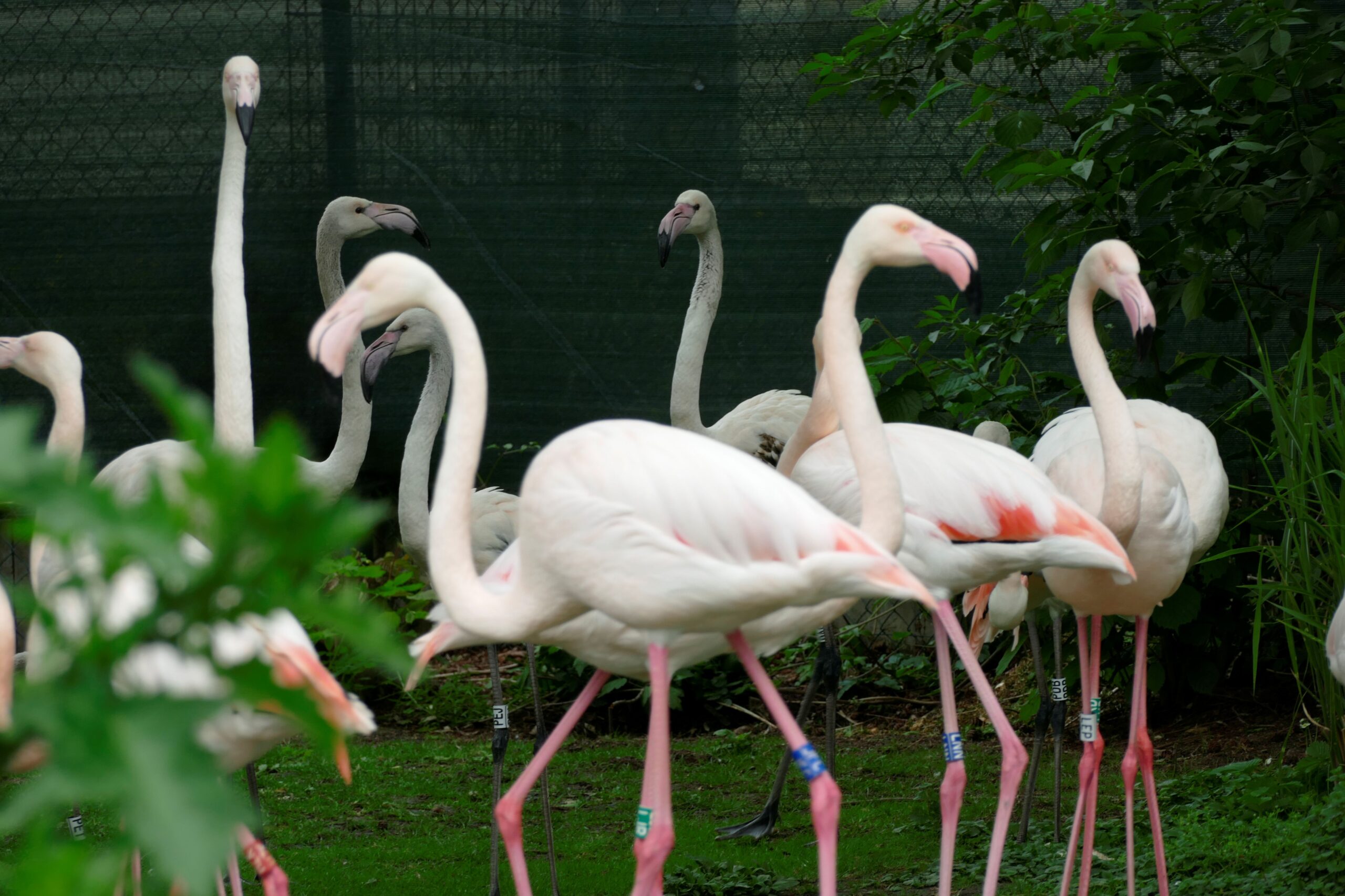 Flamingos aus Erfurt klein Eine Gruppe Flamingos vor einer grünen Absperrung
