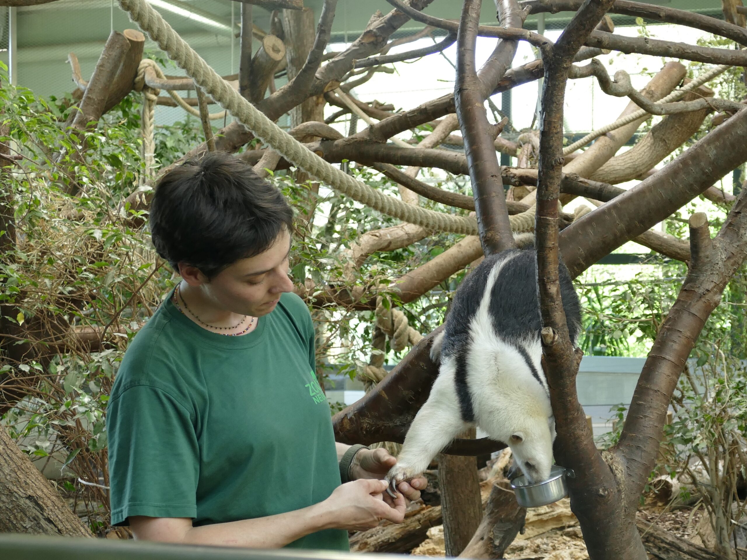 Tamandua Training_Hannah Reusch Eine Tierpflegerin untersucht die Krallen eines Tamanduas, der aus einer Schüssel frisst