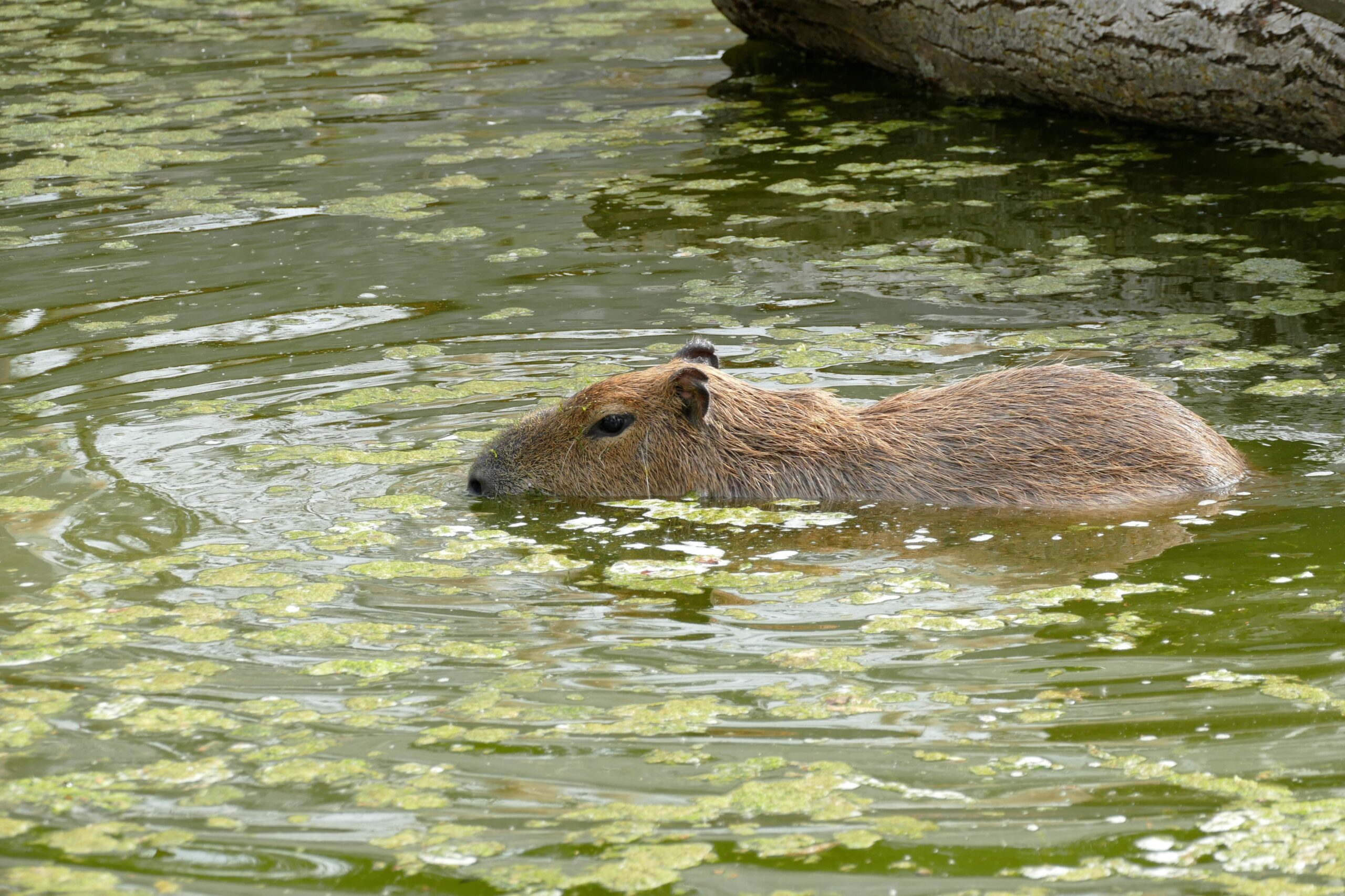Capybara_Franziska Waked Ein Capybara badet im Wasser