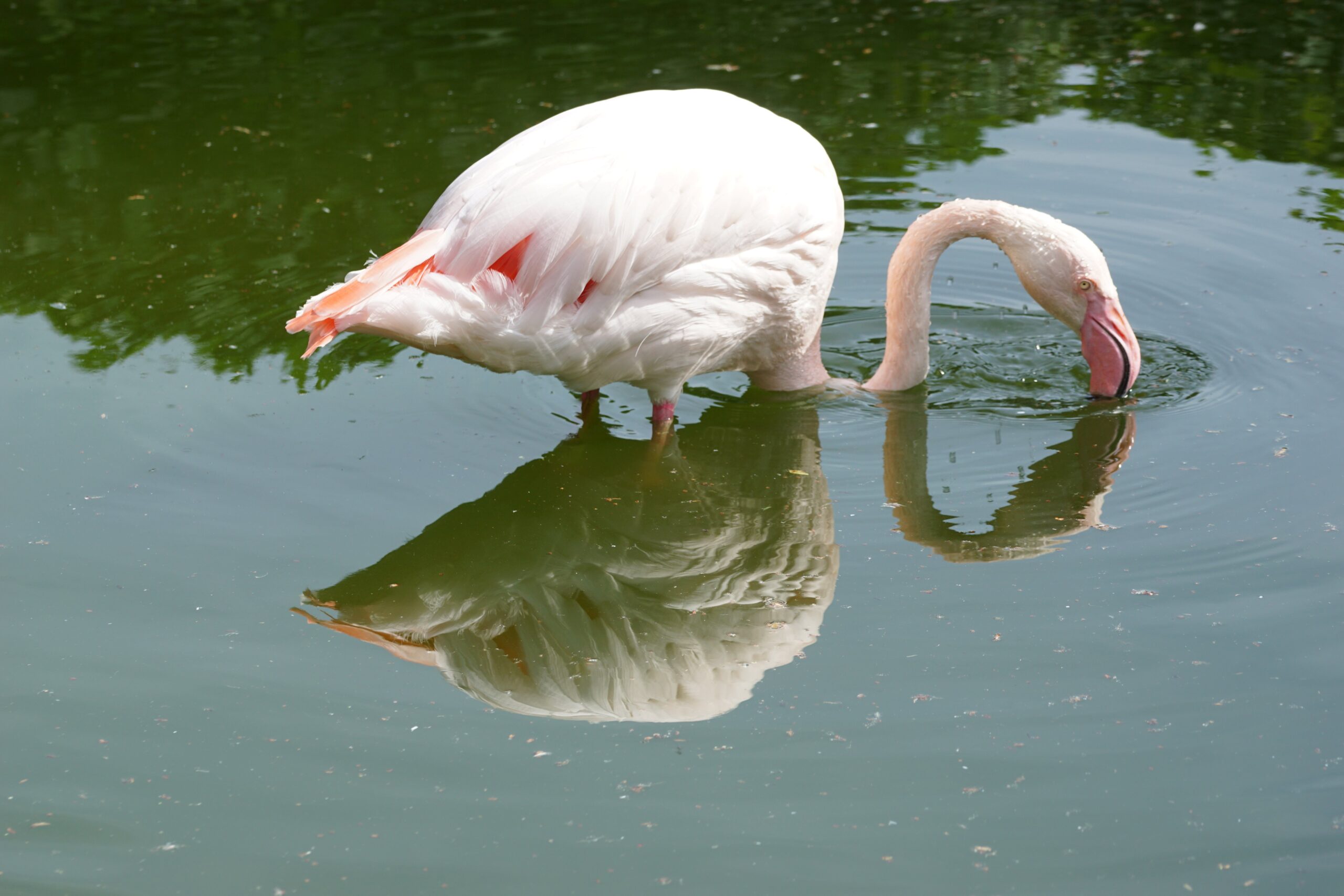 Flamingo_Leo Schmitz Ein Rosa Flamingo steht im Wasser
